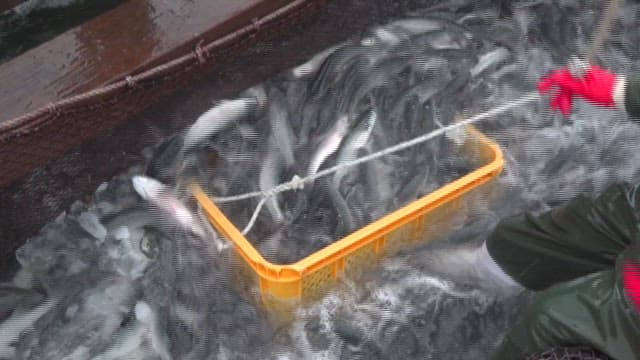 Harvesting Fish at Aquaculture Farm