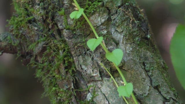 Tree trunk covered with moss and vines