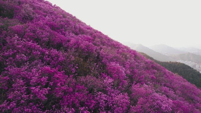 Pink Azalea Flowers Covering Cheonjusan Mountain 