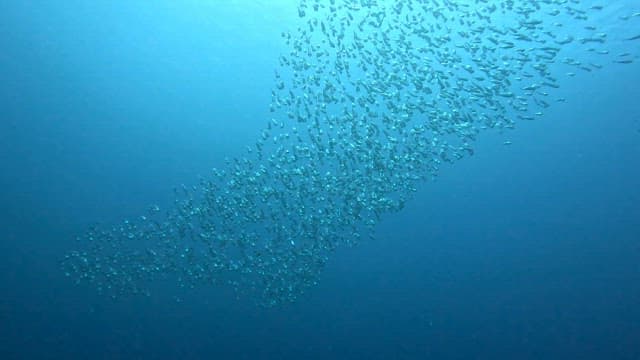 School of fish swimming underwater