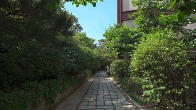 Pathway through a lush garden beside a building on a sunny day