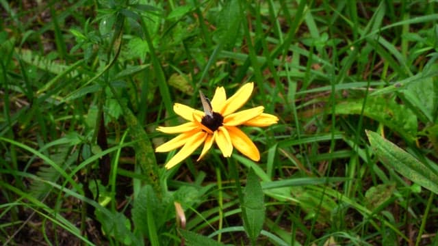 Butterfly resting on a yellow flower