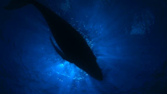 Sunlight Illuminates a Whale in Deep Blue Sea