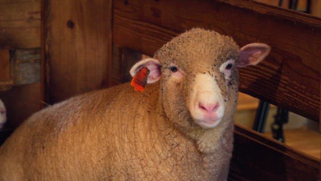 Sheep resting in a wooden shed on a farm