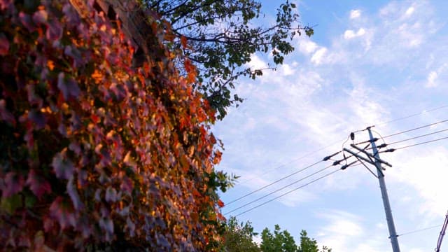 Clouds passing over colorful ivy vines