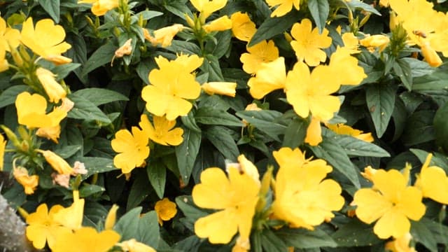 Vibrant yellow flowers in bloom