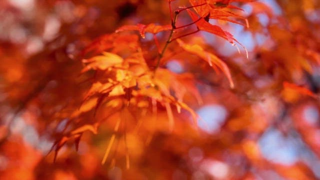 Vibrant autumn leaves in sunlight