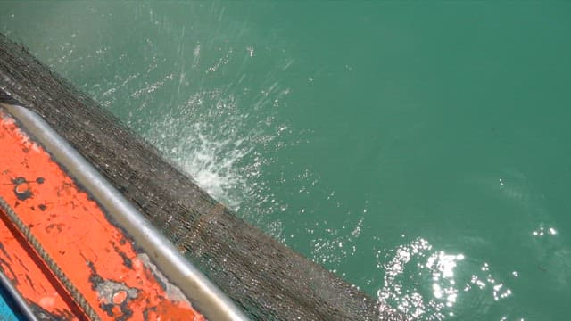 Fresh catch from the nets of fishing boats