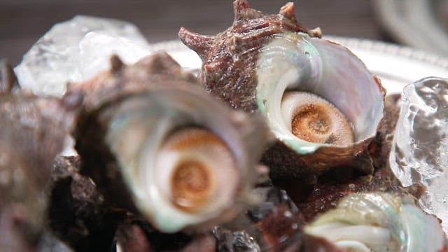 Conches Neatly Arranged in a Plate
