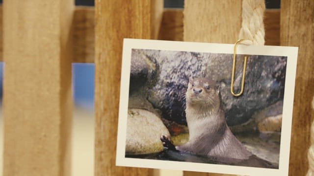 Photo of an Otter Clipped for Display