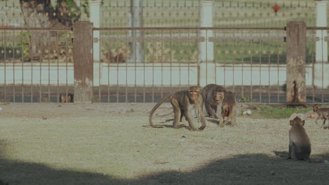 Monkeys Moving in Groups on the Ground