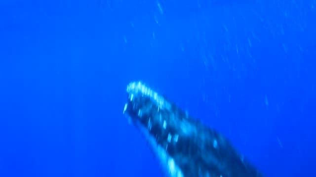 Majestic Whale Swimming Under Ocean Surface