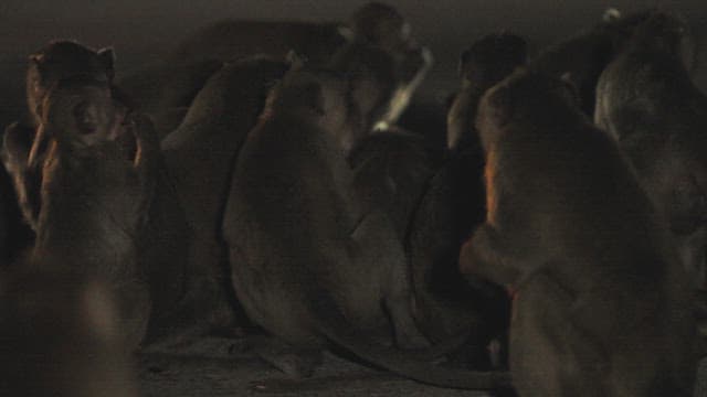 Monkeys Sitting on the Street at Evening