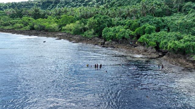 Dense forest along the coastline where people enjoy their leisure time