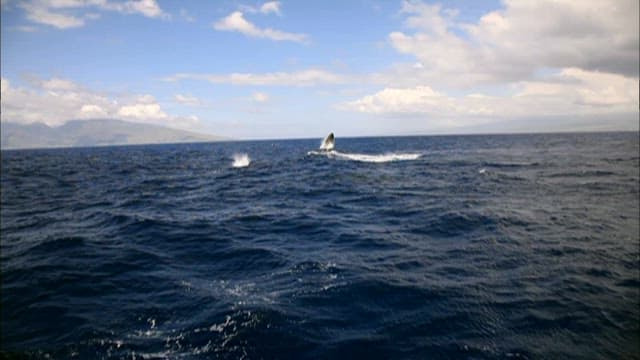 Humpback Whale Breaching in the Ocean