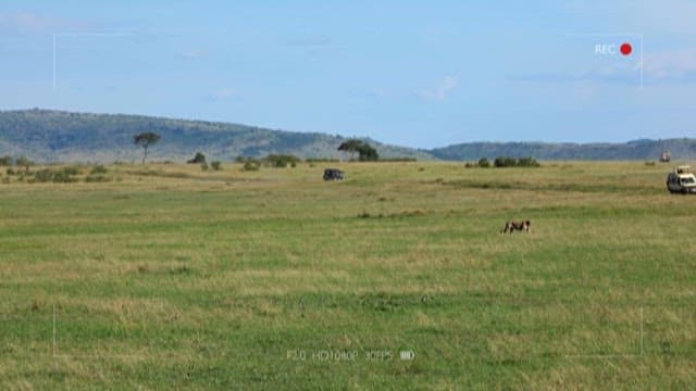 Safari Vehicle and Wild Animals in a Vast Grassland