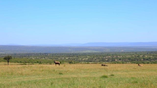 Serene Savanna with Grazing Antelopes
