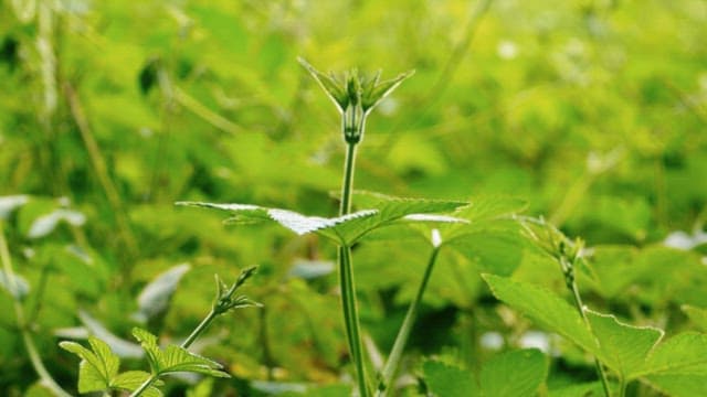 Vibrant Green Plants in Natural Light