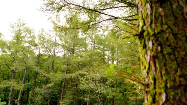 Quiet forest with trees and mossy tree trunks