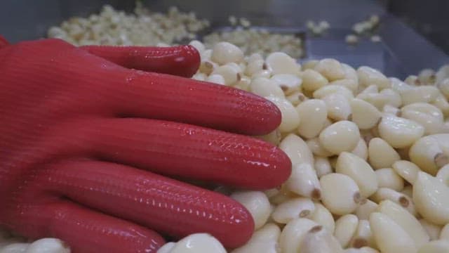 Worker sorting garlic cloves on the processing line