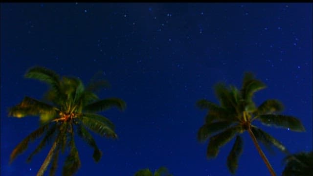 Starry Night Sky Above Palm Trees
