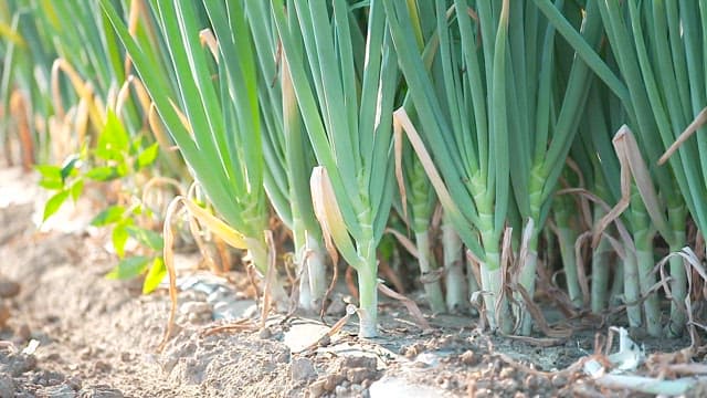 Fresh green onions growing on a sunny day