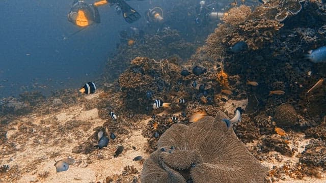 Scuba Divers and Fishs Exploring a Coral Reef