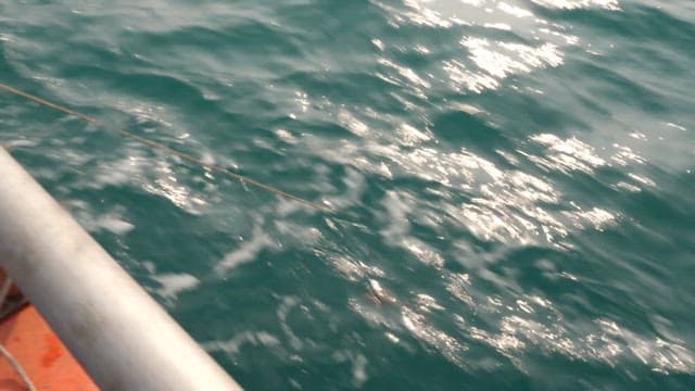 Fish being caught on a fishing boat