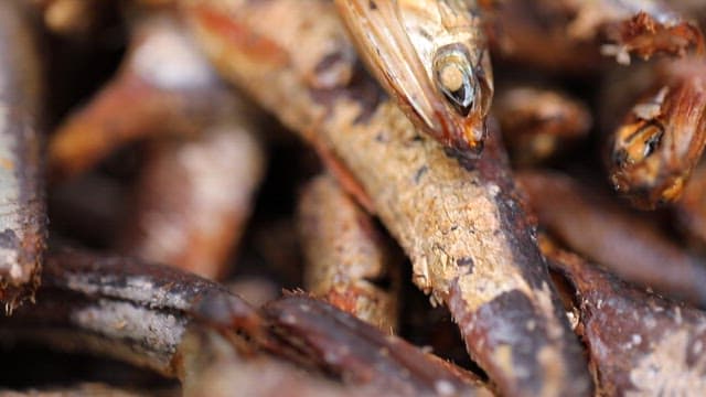 Pile full of smoked and dried anchovies