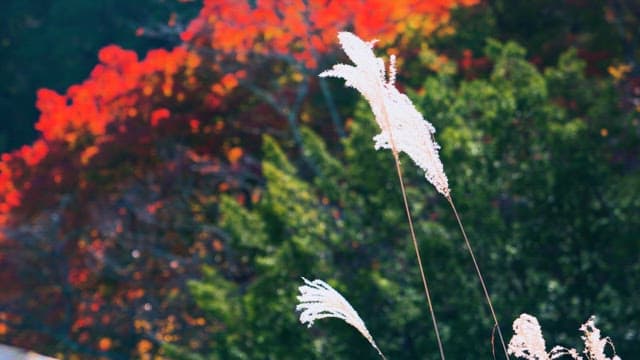 Serene Autumn Day with Fluffy Pampas Grass