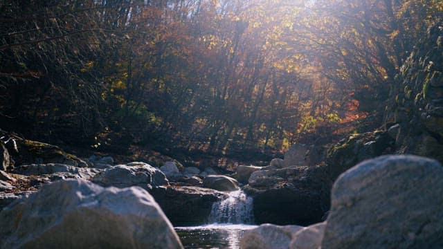 Serene Stream Surrounded by Autumn Foliage