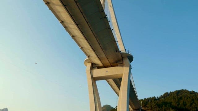 Majestic Cable-Stayed Bridge Over Forest