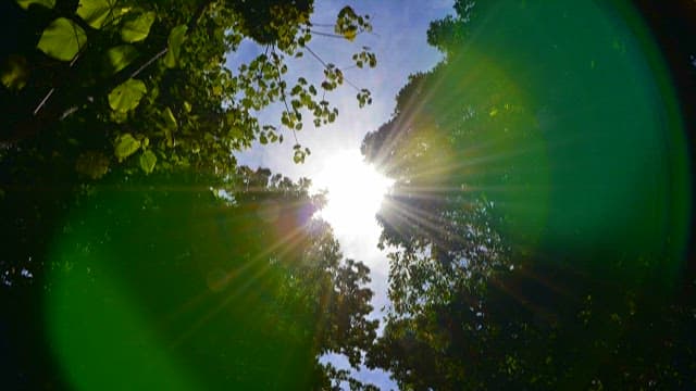 Sunlight Piercing Through the Forest Canopy with Many Leaves