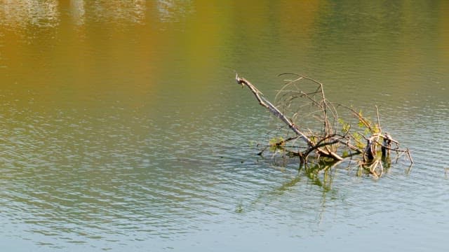 Serene Lake with Branch Reflections in Water