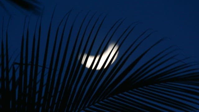 Crescent Moon Through Palm Leaves at Night