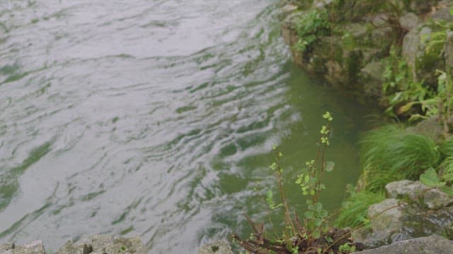 Calm river with green plants on the bank