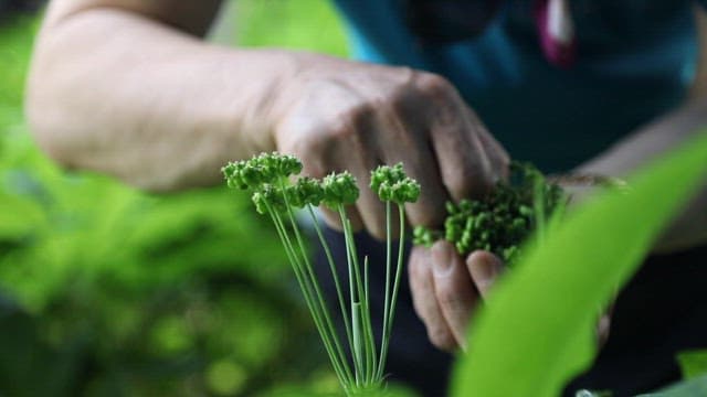 Picking ginseng fruit grown in a field