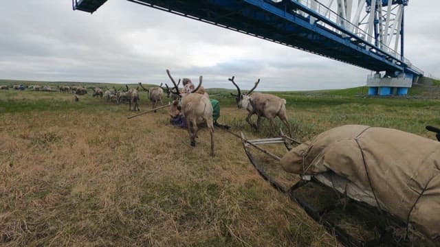 Reindeer herd crossing under a bridge
