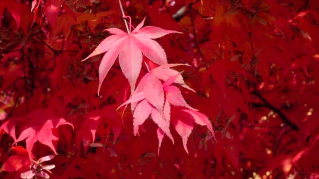 Vibrant red autumn leaves under sunlight