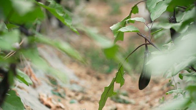 Eggplants growing in a lush green field