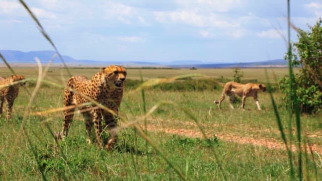 Cheetahs Roaming the Savanna Grasslands