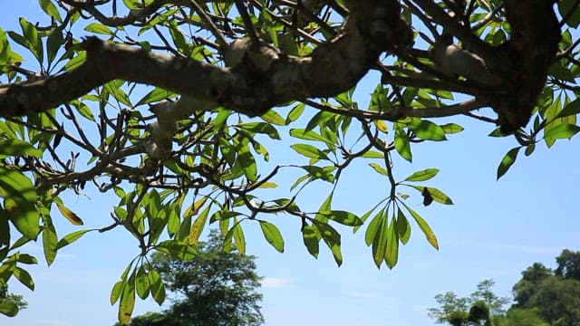 Green leaves and branches under a clear sky