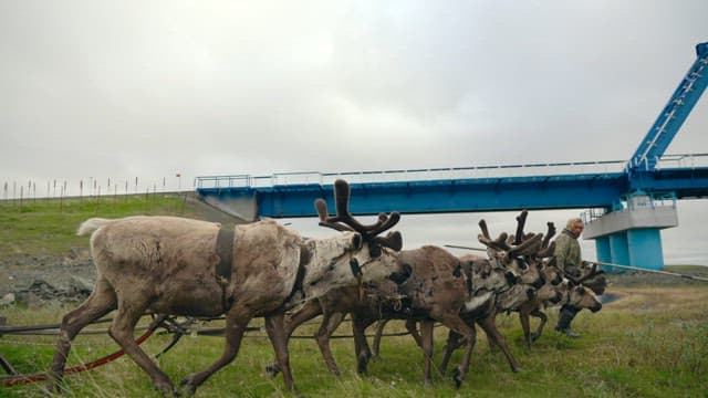 Reindeer herd crossing under a bridge