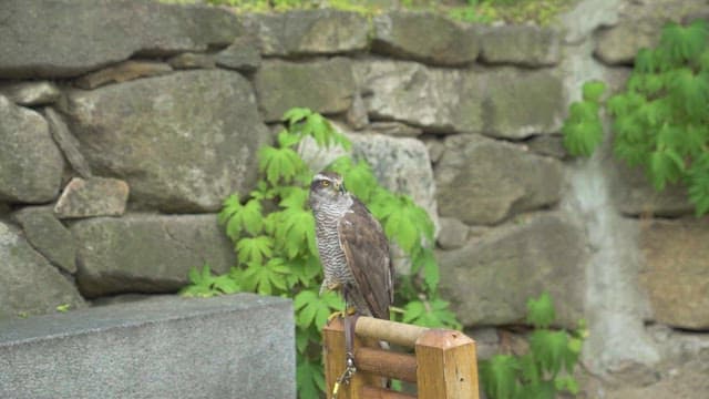Perched Falcon with Stone Wall Background