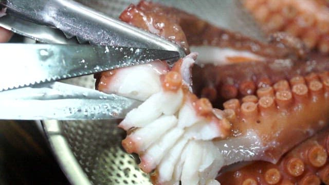 Cutting boiled octopus tentacles with scissors
