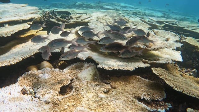 School of fish swimming over coral reefs