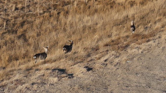 Serene Coastal Landscape with Grazing Deer