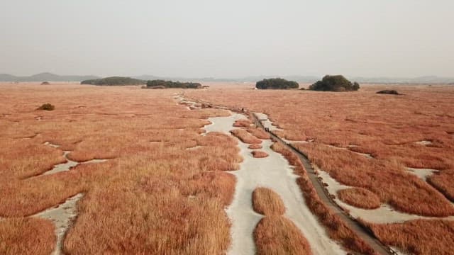 Vast, serene marsh with sparse trees
