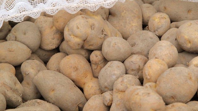 Freshly harvested dirt-covered potatoes