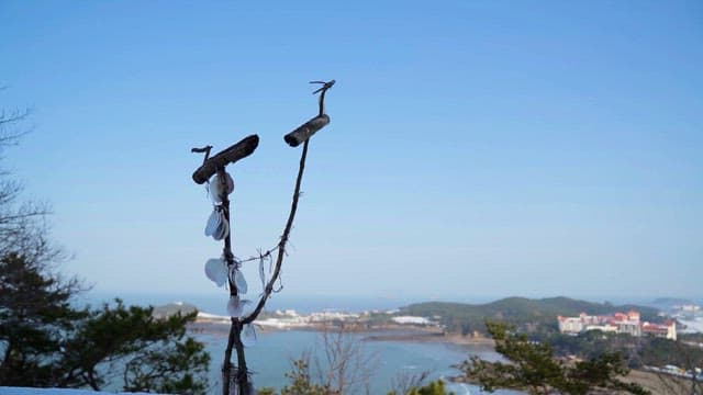 Coastal Vista with Sculptural Seashell Arrangement